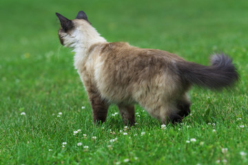 Siamese cat playing in the garden in a summer day