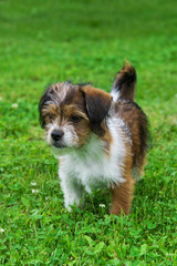 Cute little dog playing and posing for camera