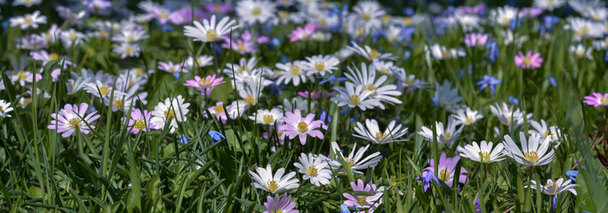 Bunte Frühlingswiese © nounours1