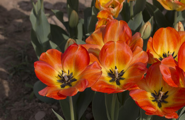 Tulipani italiani