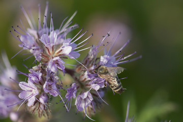 Biene bei der Bestäubung, Futtersuche