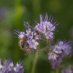 Biene bei der Bestäubung, Futtersuche