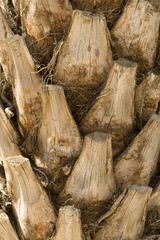 Backgraund Trunk of a palm tree