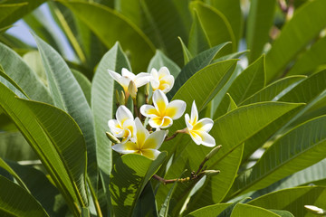 Beautiful flowers of Israel,