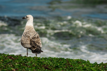 Seagull sitting at Black Sea shore