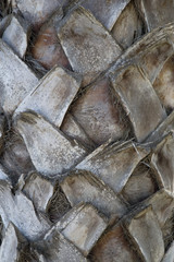 Backgraund Trunk of a palm tree
