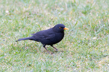 Amsel