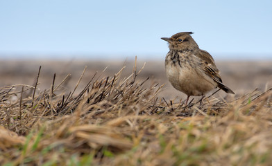 Crested Lark standing on the ground with yellow aged grass 
