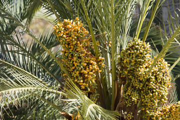 Fototapeta premium Dates palmtree