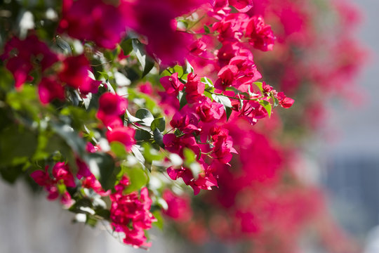 Beautiful flowers of Israel