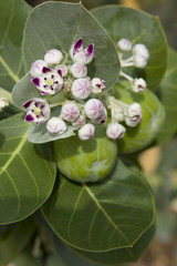 Beautiful flowers of Israel.