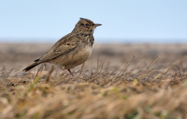 Obraz premium Crested Lark posing on the earth level covered with old grass