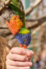 Beautiful and colorful Lorakeet © FrederickRM