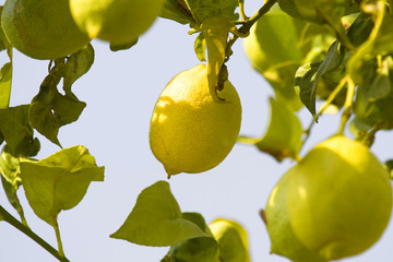 Lemon tree
