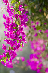 Fototapeta premium Beautiful flowers of Israel