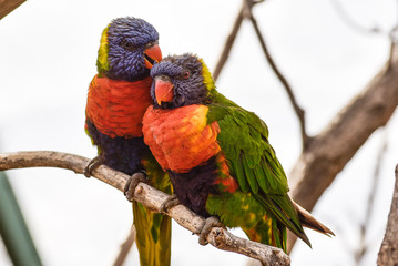 Beautiful and colorful Lorakeet