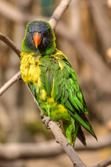 Beautiful and colorful Lorakeet