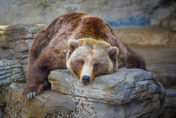 Naklejka premium Big Old Bear taking a nap