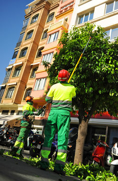 Municipal gardeners pruning orange trees