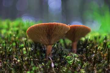 Brown mushrooms in different shapes and sizes