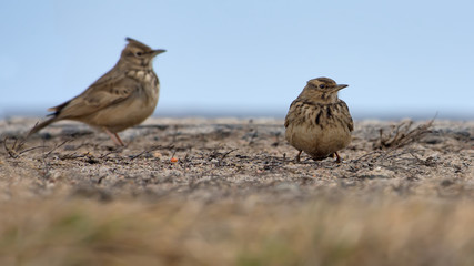 Two Crested Larks standing on flat surface in winter time 