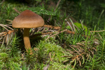 Brown mushrooms in different shapes and sizes