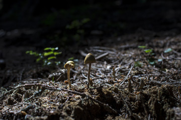 Brown mushrooms in different shapes and sizes