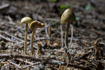 Brown mushrooms in different shapes and sizes