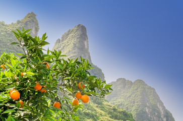 Orange tree by karst landscape in Yangshuo - China