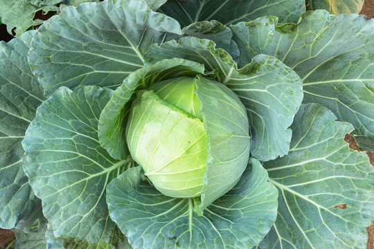 Close up of organic green cabbage