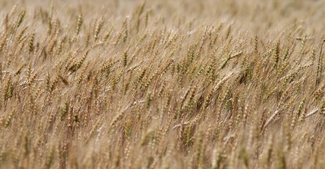 field with ripe ears of Golden wheat in the wind