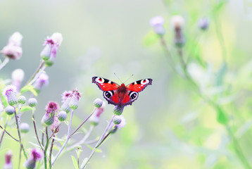 the butterfly of peacock eye sitting on the spiky flowers on a summer meadow