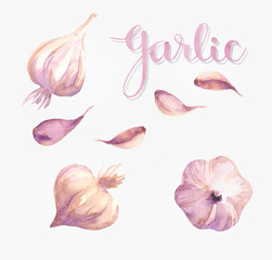  Food design set of garlic watercolor. Vegetable background with hand drawn letters. Isolated on white background