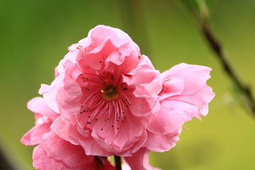peach blossom