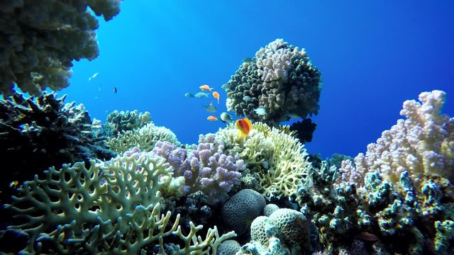 Tropical fish and coral reefs. A warm sea. Diving.