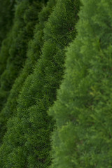 Garden fence made by  firs