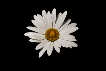White daisy isolated on black background
