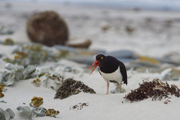 Magellanic Oystercatchers (Haematopus leucopodus) resting amongst Sea Cabbage plants (Senecio...