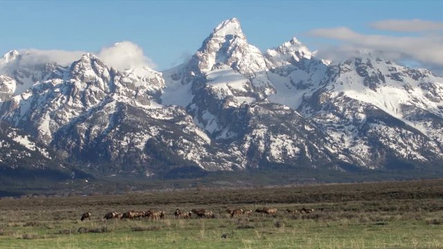 Elk and Tetons