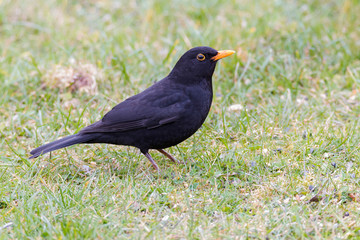 Obraz premium Amsel