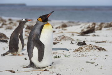 King Penguin (Aptenodytes patagonicus) standing on a sandy beach on Sealion Island in the Falkland Islands. Gentoo Penguin (Pygoscelis papua) passing in the background.