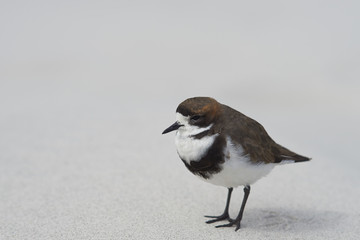 Two-banded Plover (Charadrius falklandicus) on a white sandy beach on Sealion Island on the Falkland Islands.