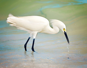 Snowy Egret Catching Fish at Shoreline