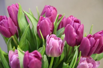 Purple Tulips Background. Bunch of beautiful purple tulips. Spring Flowers bunch