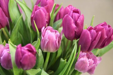 Purple Tulips Background. Bunch of beautiful purple tulips. Spring Flowers bunch