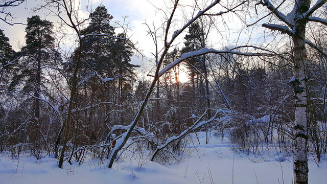 Fototapeta Winter forest in the cloudy afternoon