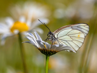 Black veined White resting on daisy
