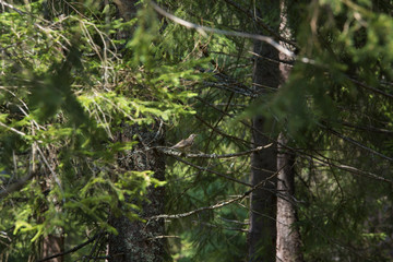 A small view of a virgin forest from Carpathian Mountains, Romania