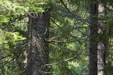 A small view of a virgin forest from Carpathian Mountains, Romania