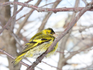 The siskin sits on a branch